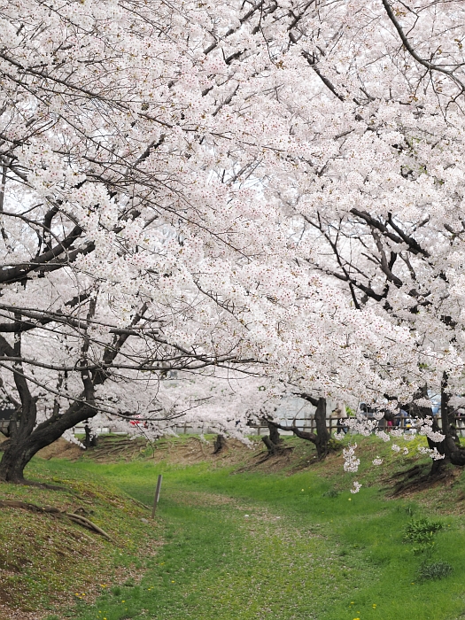 ご近所の桜 八幡山古墳 鶴舞公園 東別院 いわしののんびり遊泳 vol 2 ご近所の桜 八幡山古墳 鶴舞公園 東別院 いわしののんびり遊泳 vol 2