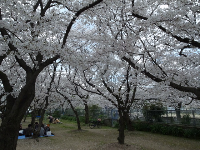 大供第１公園（桜公園）＠岡山市北区厚生町３丁目_f0197703_1713386.jpg