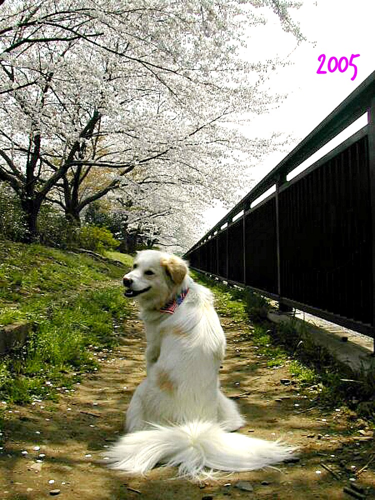 桜とアイラ　2002～　/　Sakura and Islay from 2002_a0032004_14511860.jpg