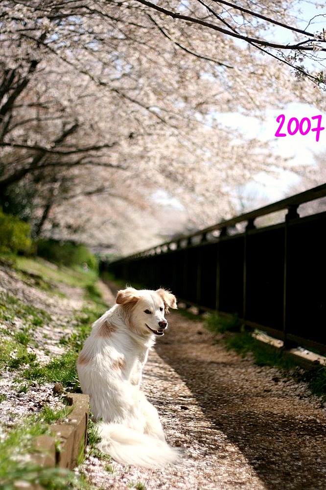 桜とアイラ　2002～　/　Sakura and Islay from 2002_a0032004_1451335.jpg