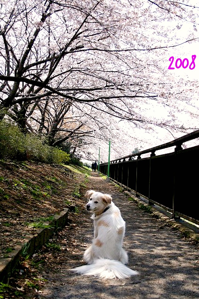 桜とアイラ　2002～　/　Sakura and Islay from 2002_a0032004_14514135.jpg