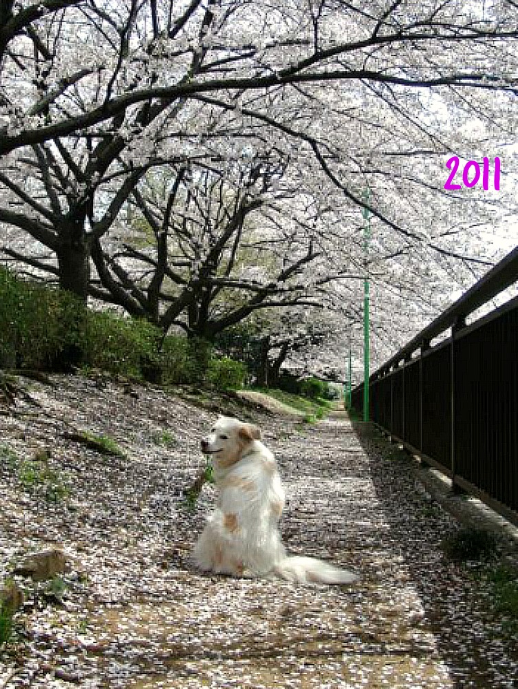 桜とアイラ　2002～　/　Sakura and Islay from 2002_a0032004_1452691.jpg