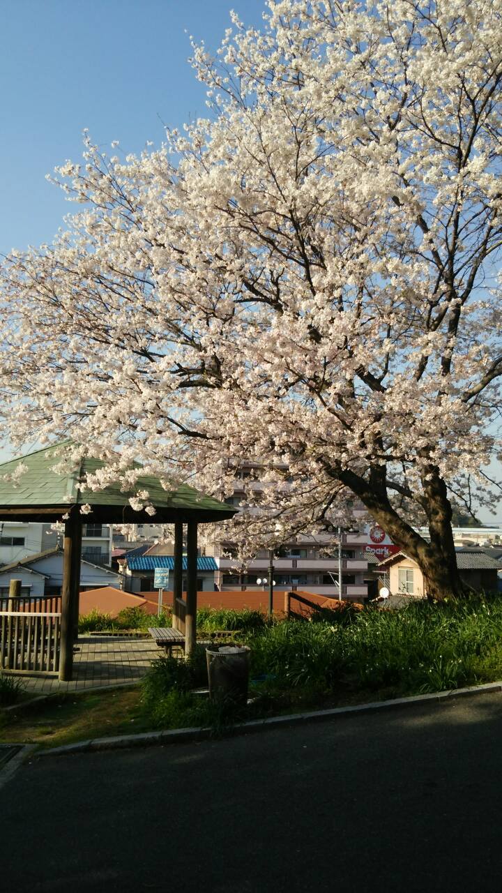 江波山の桜   満開！_c0115104_15451520.jpg