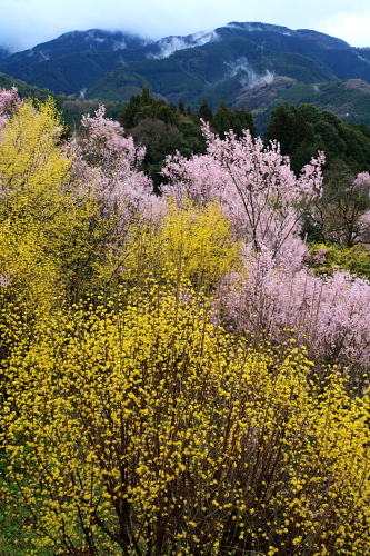 大和路は花盛り_b0255609_23351492.jpg