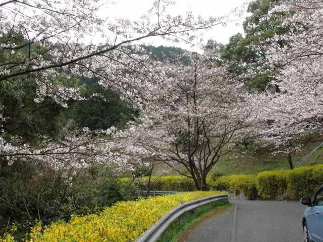 西条市民の森の春の花…2014・4・2_f0231709_1511371.jpg