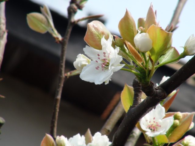 梨の花と新高梨…2014・4・2_f0231709_19434793.jpg