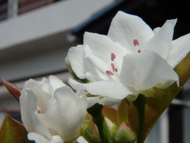 梨の花と新高梨…2014・4・2_f0231709_19441971.jpg