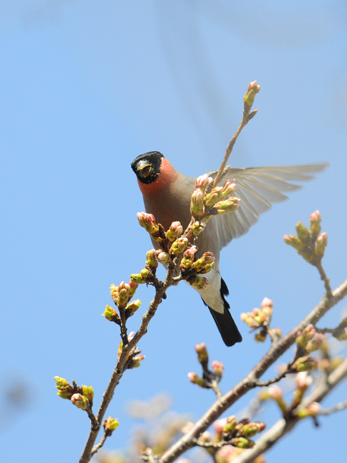 鳥ウソ…ほんと_a0189912_161212.jpg