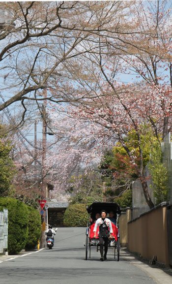 2014花めぐり16 嵐山_e0048413_23535368.jpg
