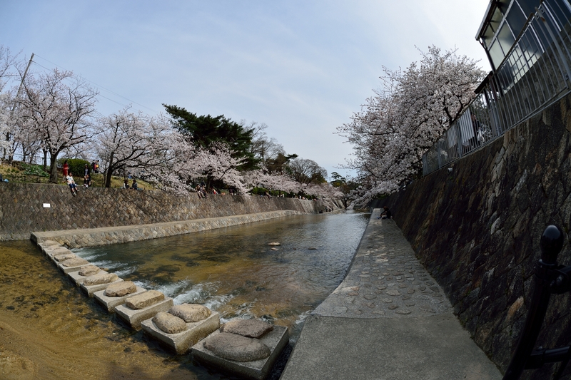 桜_f0202613_11331341.jpg