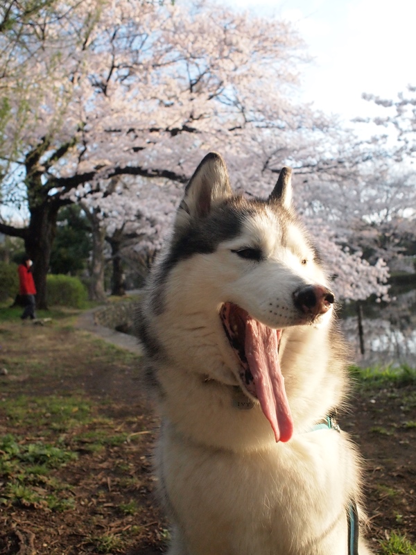 Cherry Blossom 2014_b0207615_21424543.jpg