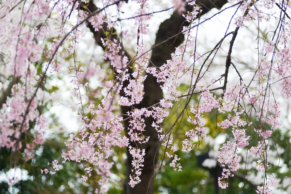 2014桜　田戸台分庁舎_d0065116_22485795.jpg