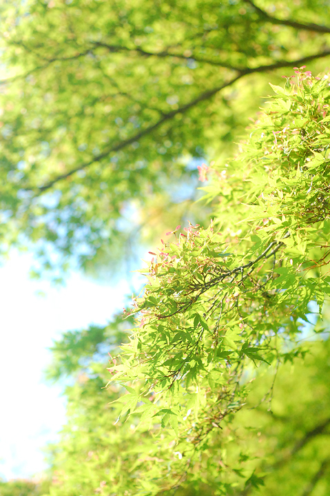 Spring Trees_b0179017_196337.jpg