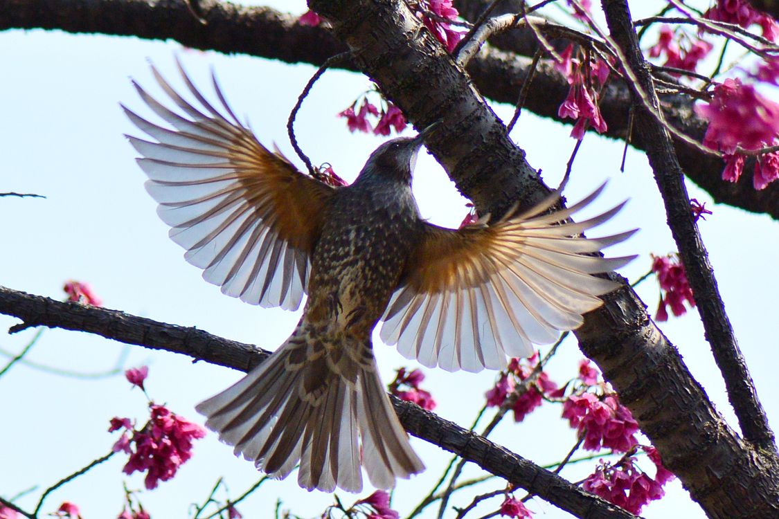 ヒヨドリ桜 翼輝く 私のデジタル写真眼