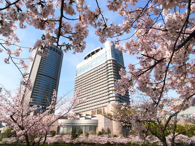 春爛漫☆帝国ホテル大阪 第１２回 桜写真コンテスト_f0209122_1648321.jpg