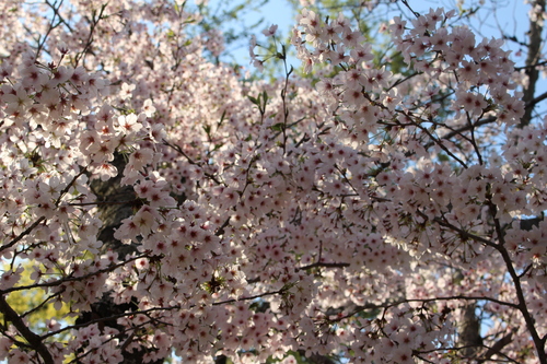 a0113323_0511121.jpg