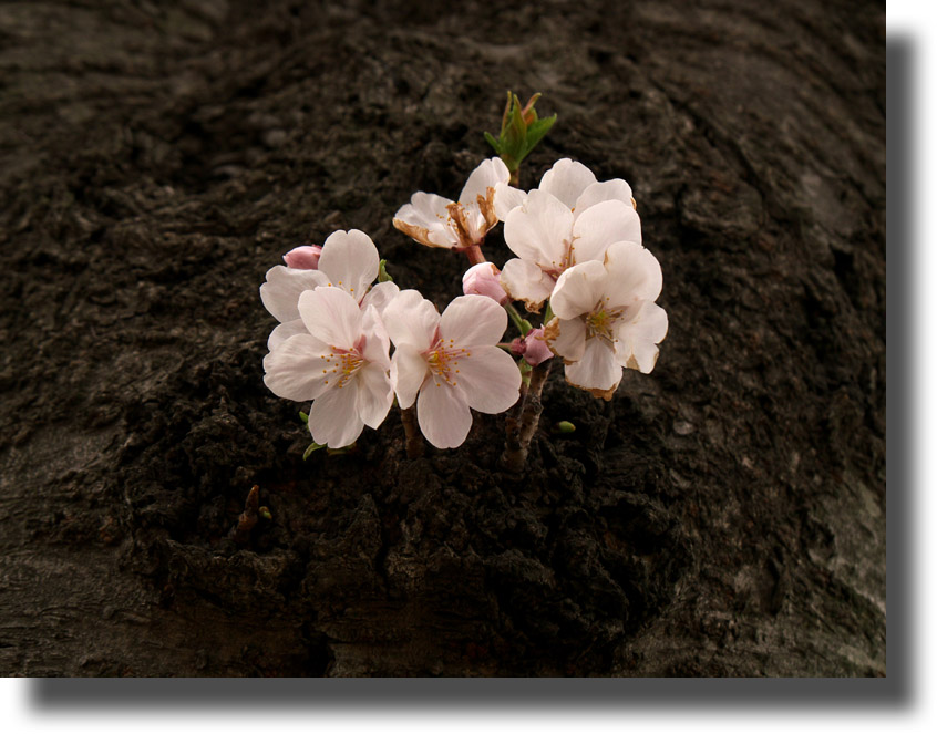 満開情報三日後のお花見　4月2日（水）_c0121824_19595645.jpg