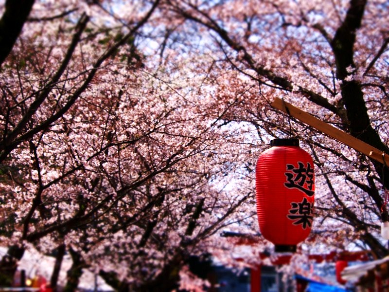 平野神社　千本釈迦堂_d0266327_17382785.jpg