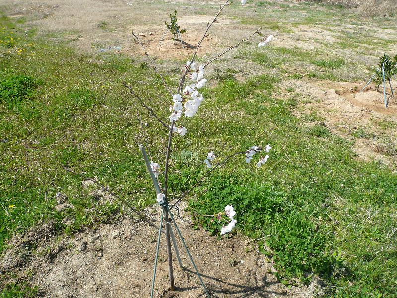 お花見弁当＆桑山♪_a0162330_10374931.jpg