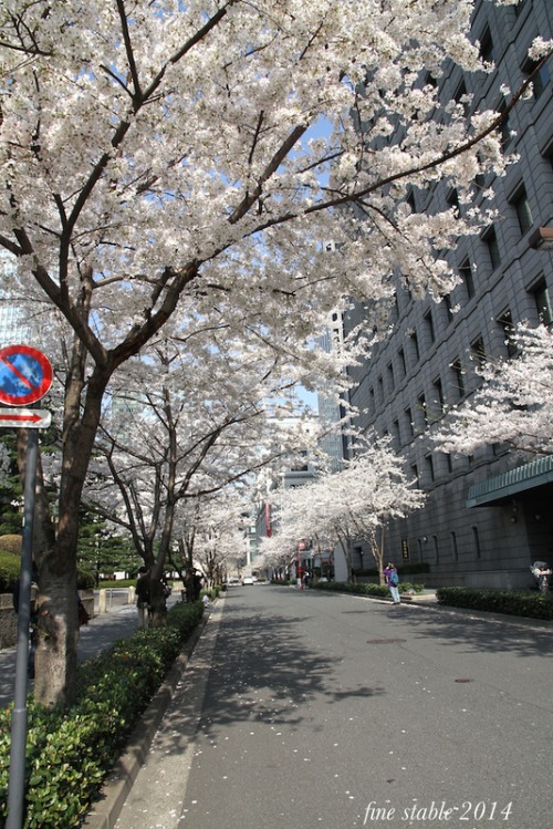 0402  満開のサクラの下で  その２ 江戸桜通り_c0240132_62636.jpg