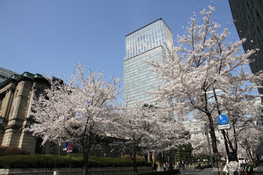 0402  満開のサクラの下で  その２ 江戸桜通り_c0240132_64377.jpg