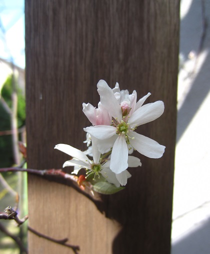 桜便り　③　　久しぶりのおともだち_f0002833_165275.jpg