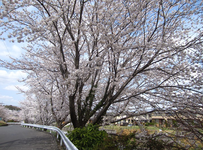 桜便り　③　　久しぶりのおともだち_f0002833_168491.jpg