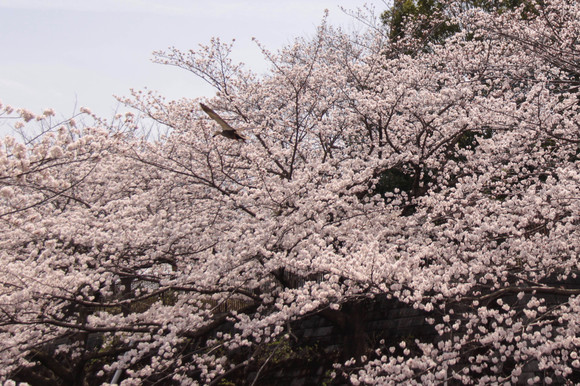 4月1日　恩田川さくら満開_f0217933_930815.jpg