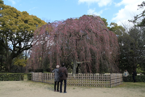 京都要庵歳時記　『桜・さくら・ｓａｋｕｒａ』　主人の桜開花報告　5_d0033734_23142785.jpg