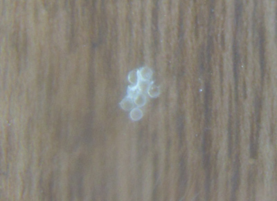 e0097534_17545014.jpg
