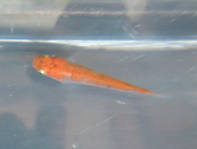 e0097534_1864356.jpg