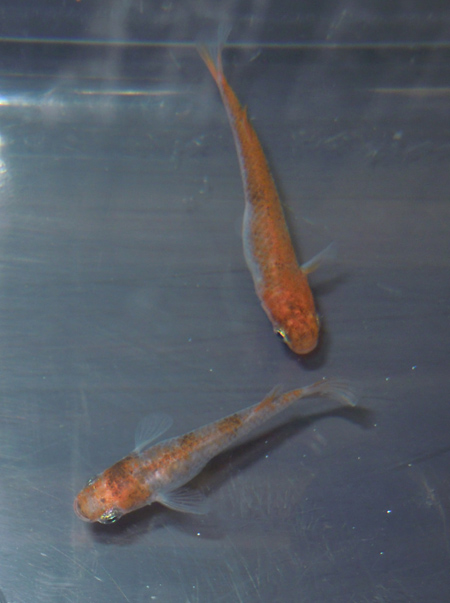 e0097534_188716.jpg
