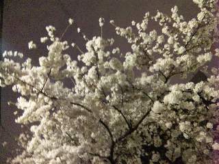 blog;春の夜桜_a0103940_17062024.jpg