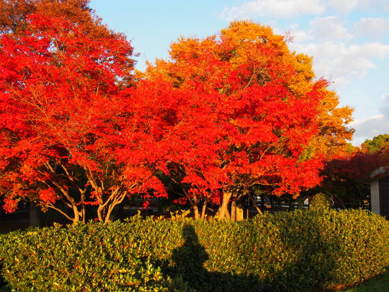 2013.11.21広島_a0225740_21113968.jpg