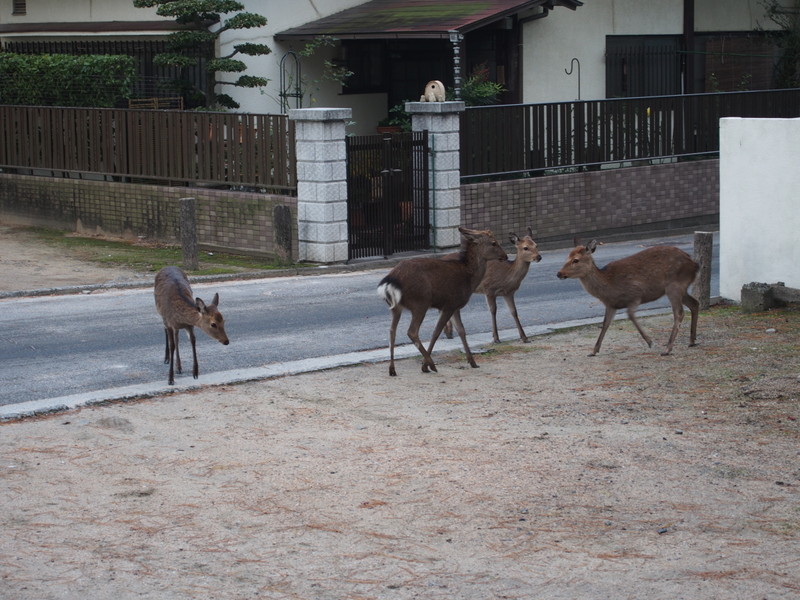 2013.11.21広島_a0225740_219269.jpg