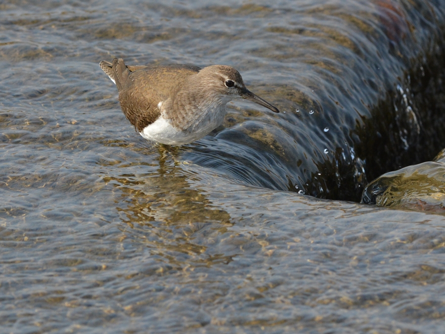 イソシギ（磯鷸）/Common Sandpiper_b0309841_0454928.jpg