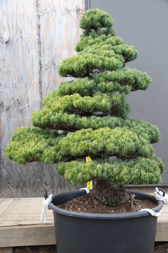 五葉松 庭木 - 植物/観葉植物