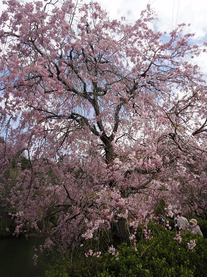 桜追っかけ・・・英彦山の守静坊の枝垂れ桜_e0164643_21504931.jpg