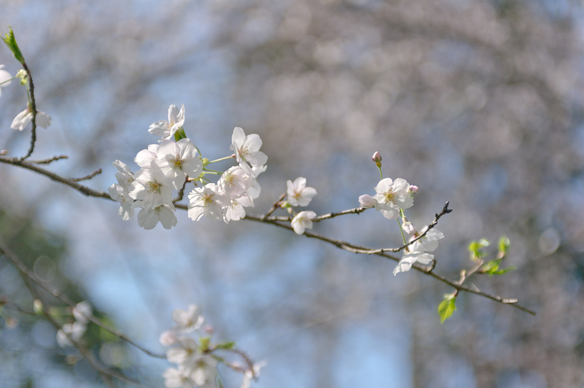 ★桜 大浦神社 福岡県糸島市南風台 空 sora そら ★桜 大浦神社 福岡県糸島市南風台 空 sora そら