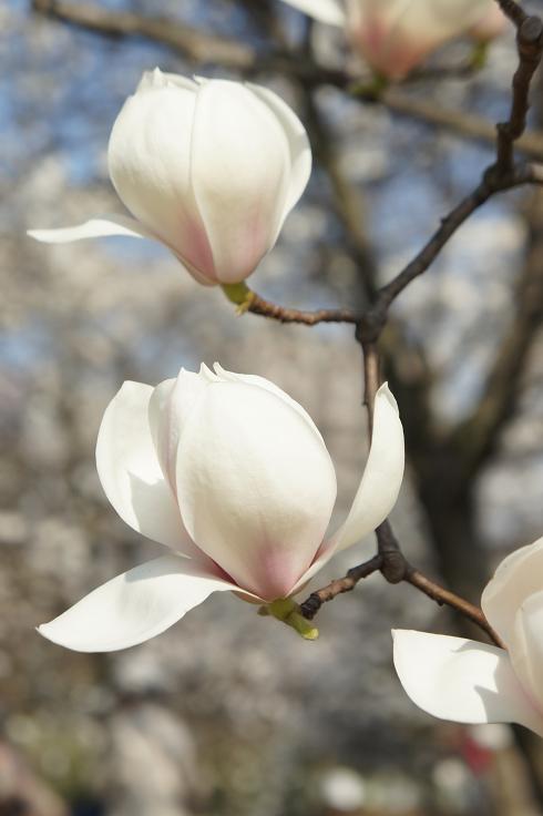 木蓮の花咲く頃に 木洩れ日のなかで