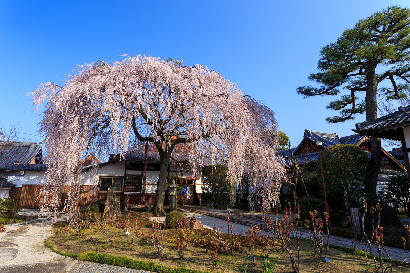 本満寺・一本桜_f0155048_0254518.jpg