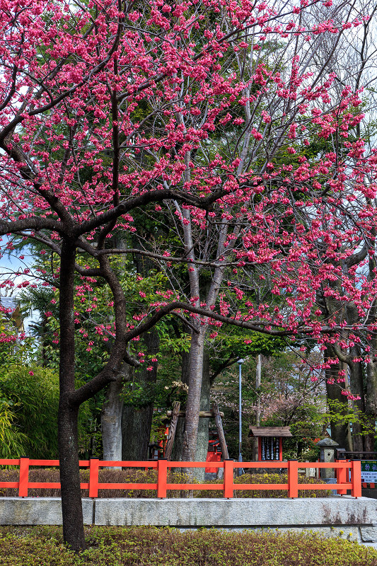 春爛漫（車折神社）_f0155048_23404965.jpg