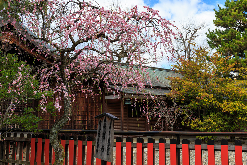 春爛漫（車折神社）_f0155048_23413567.jpg