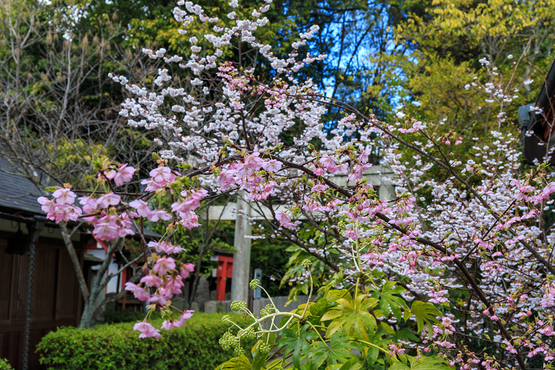 春爛漫（車折神社）_f0155048_23424668.jpg