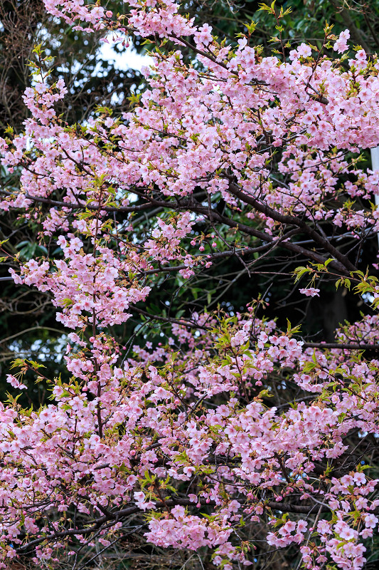 春爛漫（車折神社）_f0155048_23444568.jpg