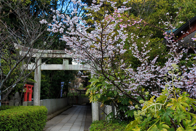 春爛漫（車折神社）_f0155048_23445834.jpg