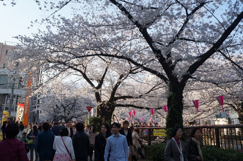 桜の名所・目黒川♪_c0206352_18132736.jpg