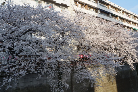 桜の名所・目黒川♪_c0206352_18143472.jpg