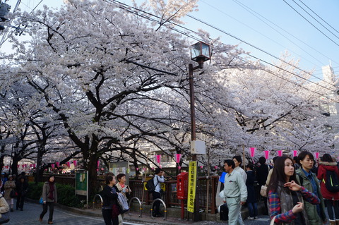 桜の名所・目黒川♪_c0206352_1815145.jpg