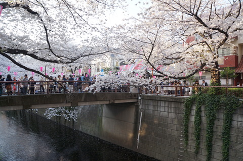 桜の名所・目黒川♪_c0206352_18155989.jpg